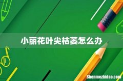 小丽花叶尖枯萎怎么办
