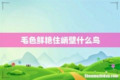 毛色鲜艳住峭壁什么鸟