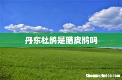 丹东杜鹃是腊皮鹃吗