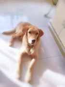 为什么说时光如狗 时光如苍狗是什么意思