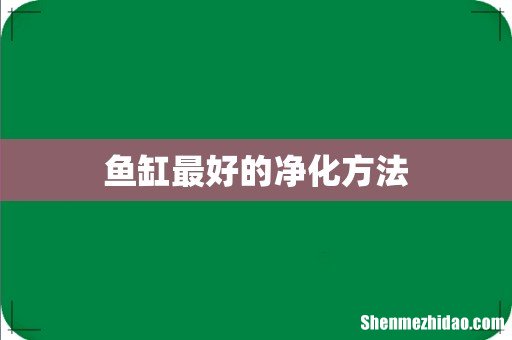 鱼缸最好的净化方法