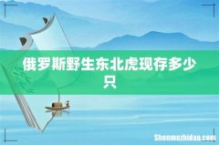 俄罗斯野生东北虎现存多少只