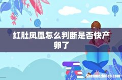 红肚凤凰怎么判断是否快产卵了