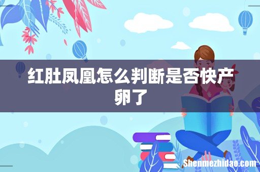 红肚凤凰怎么判断是否快产卵了