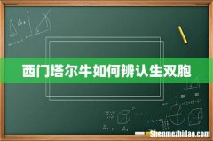 西门塔尔牛如何辨认生双胞
