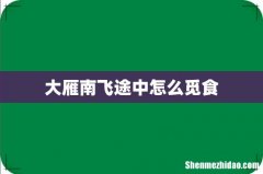 大雁南飞途中怎么觅食
