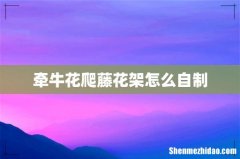 牵牛花爬藤花架怎么自制