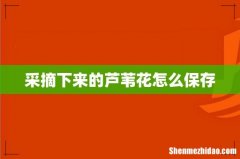 采摘下来的芦苇花怎么保存