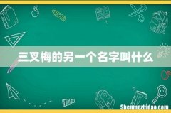 三叉梅的另一个名字叫什么