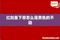 红剑鱼下崽怎么是黄色的不动