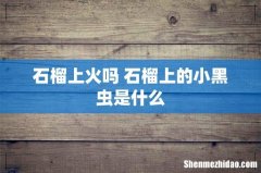 石榴上火吗 石榴上的小黑虫是什么