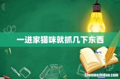 一进家猫咪就抓几下东西