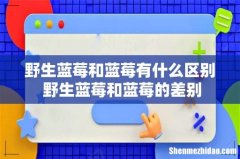 野生蓝莓和蓝莓有什么区别 野生蓝莓和蓝莓的差别