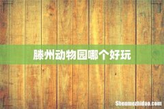 滕州动物园哪个好玩