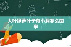 大叶绿萝叶子有小洞怎么回事