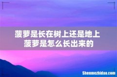 菠萝是长在树上还是地上 菠萝是怎么长出来的