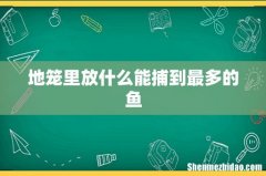 地笼里放什么能捕到最多的鱼