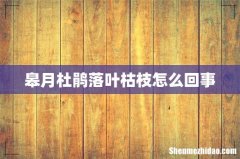 皋月杜鹃落叶枯枝怎么回事
