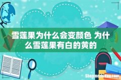 雪莲果为什么会变颜色 为什么雪莲果有白的黄的