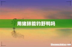 用猪肺能钓野鸭吗