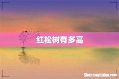 红松树有多高