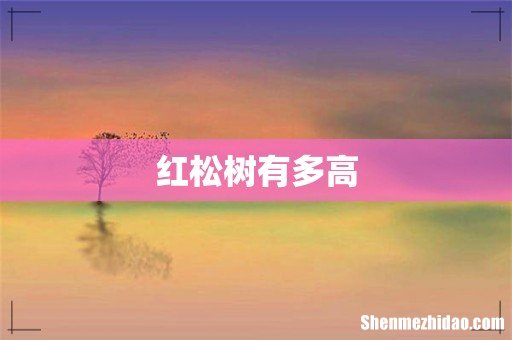 红松树有多高