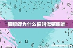 猫眼螺为什么被叫做猫眼螺