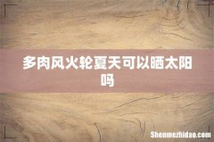 多肉风火轮夏天可以晒太阳吗
