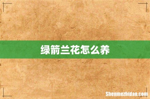 绿箭兰花怎么养