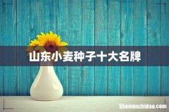 山东小麦种子十大名牌