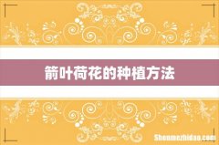 箭叶荷花的种植方法