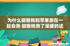 为什么猕猴桃和苹果放在一起会熟 猕猴桃熟了是硬的还是软的