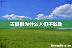 古槐树为什么人们不敢动