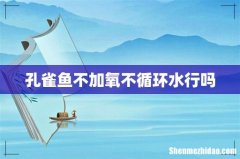 孔雀鱼不加氧不循环水行吗
