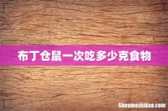 布丁仓鼠一次吃多少克食物