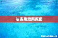 油麦菜赖菜原因