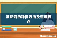 波斯菊的种植方法及管理要点