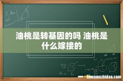 油桃是转基因的吗 油桃是什么嫁接的