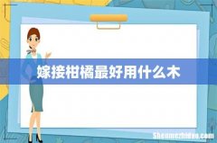 嫁接柑橘最好用什么木