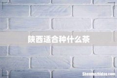陕西适合种什么茶