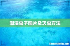 潮湿虫子图片及灭虫方法