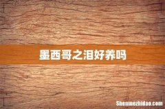 墨西哥之泪好养吗