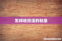 怎样收拾活的粘鱼