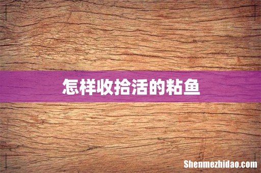 怎样收拾活的粘鱼
