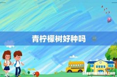 青柠檬树好种吗