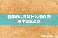 新鲜的牛蒡是什么样的 新鲜牛蒡怎么吃