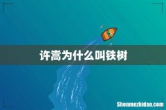 许嵩为什么叫铁树