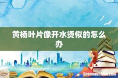 黄杨叶片像开水烫似的怎么办