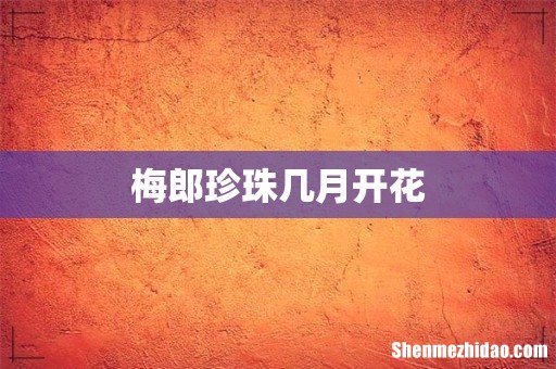 梅郎珍珠几月开花