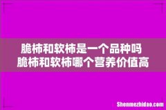 脆柿和软柿是一个品种吗 脆柿和软柿哪个营养价值高